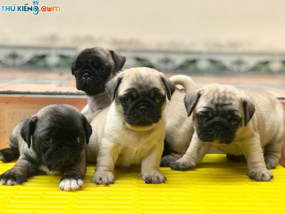Chó mặt xệ, hay chó mặt nhăn. Các giống chó mặt xệ lớn và nhỏ