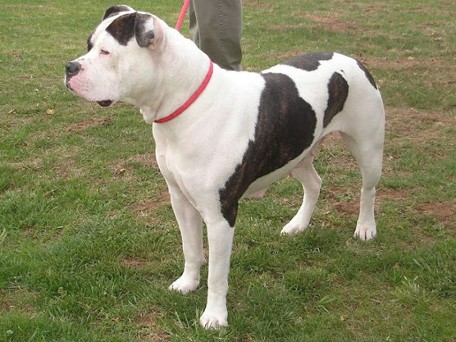 Bulldog Mỹ - Các giống chó bulldog trên thế giới