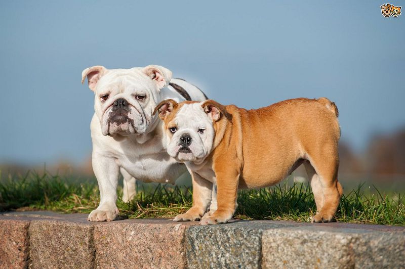 Các giống chó bulldog trên thế giới
