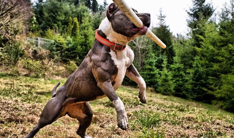 chó pitbull - Các giống chó bulldog trên thế giới