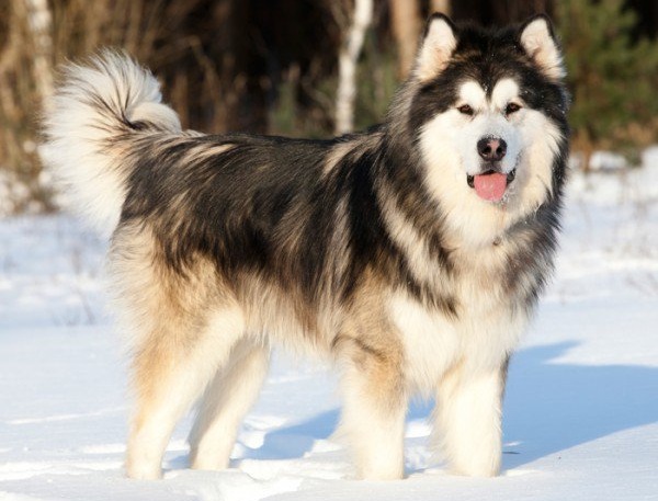 Chó Alaska 