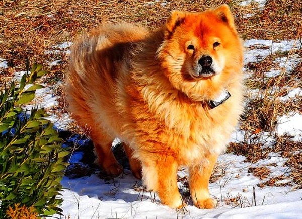 Chó chow chow - 