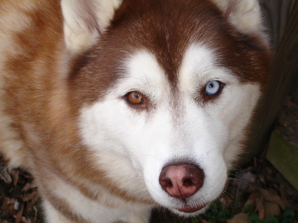 Husky - đẹp nhất thế giới
