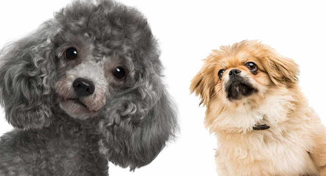 poodle lai bắc kinh