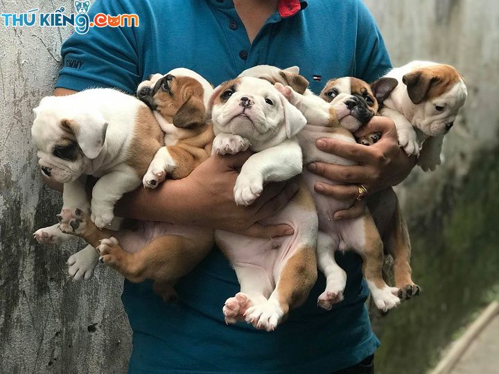 Chó mặt xệ, hay chó mặt nhăn. Các giống chó mặt xệ lớn và nhỏ