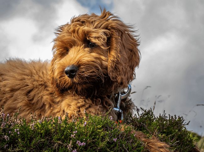 cocker lai poodle