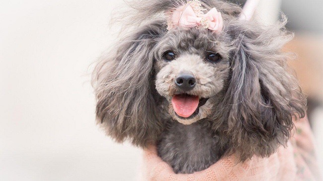 poodle lai nhật