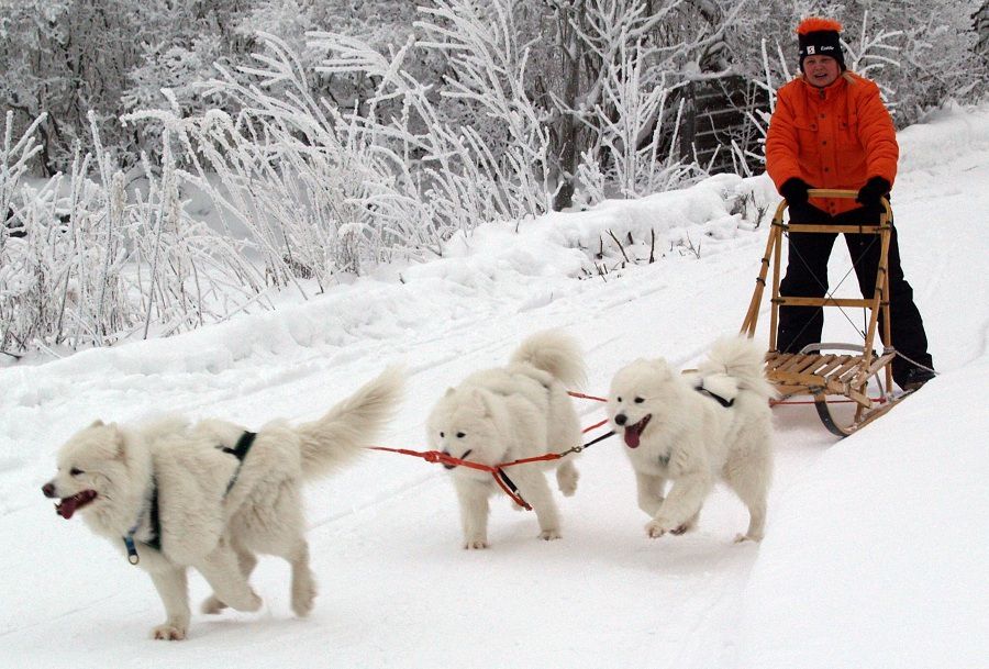 Giống chó samoyed đẹp nhất thế giới