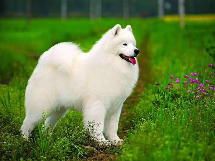 Giống chó Samoyed. Đặc điểm, tính cách chó Samoyed thuần chủng