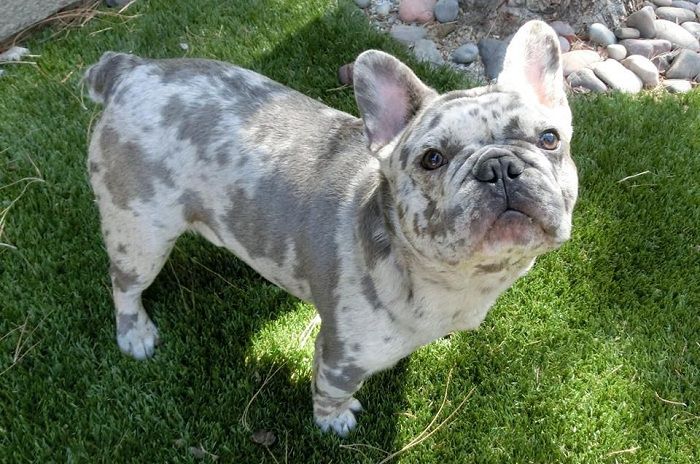 Chó Bull Pháp - Các giống chó bulldog trên thế giới