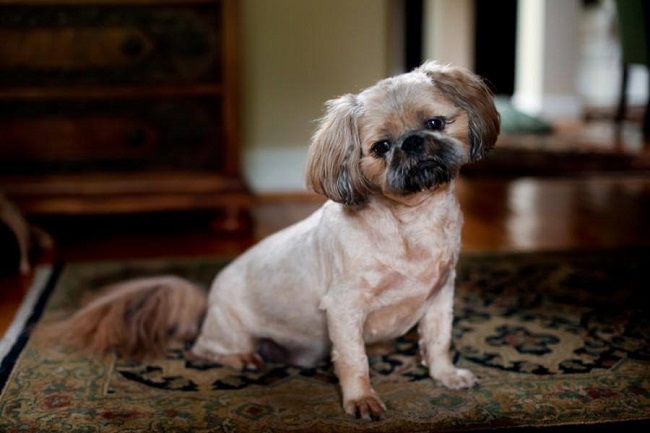 puddle lai pug