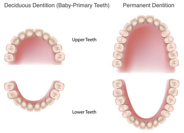 Số lượng răng hàm trên và răng hàm dưới
