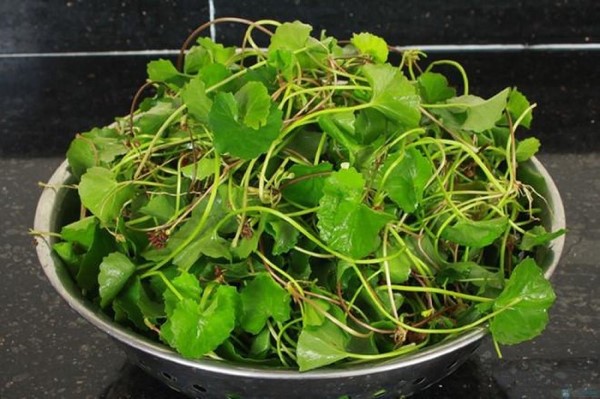 100g rau má chứa khoảng 23 calo