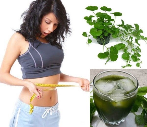 Uống nước ép rau má có giảm cân không?