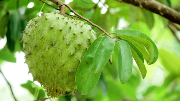 Mãng cầu là một trong những loại quả giàu chất chống oxy hóa tự nhiên nhất