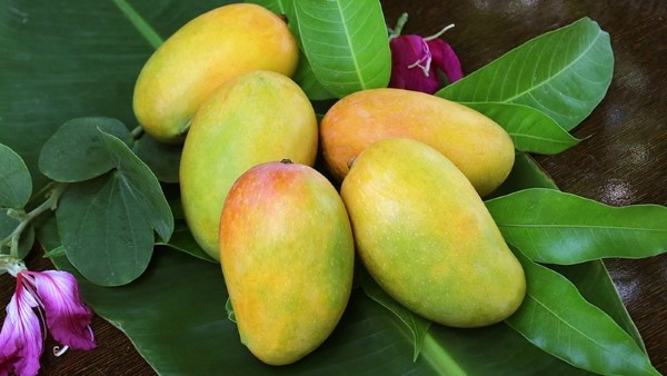 Ăn nhiều xoài có tốt không?