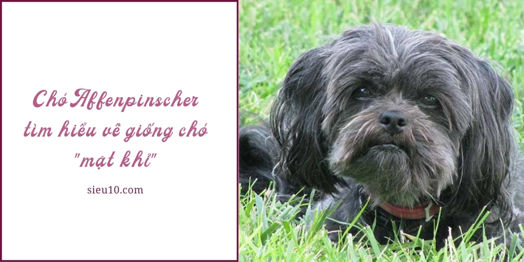 Chó Affenpinscher tìm hiểu A-Z về giống chó “mặt khỉ”