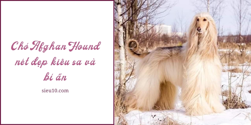 Chó Afghan Hound nét đẹp kiêu sa và bí ẩn
