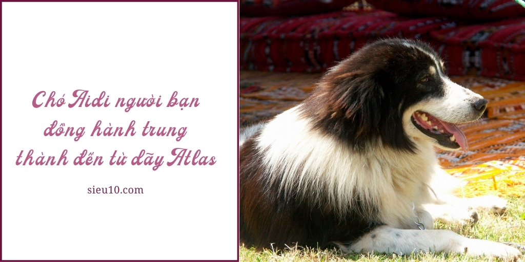 Chó Aidi người bạn đồng hành trung thành đến từ dãy Atlas