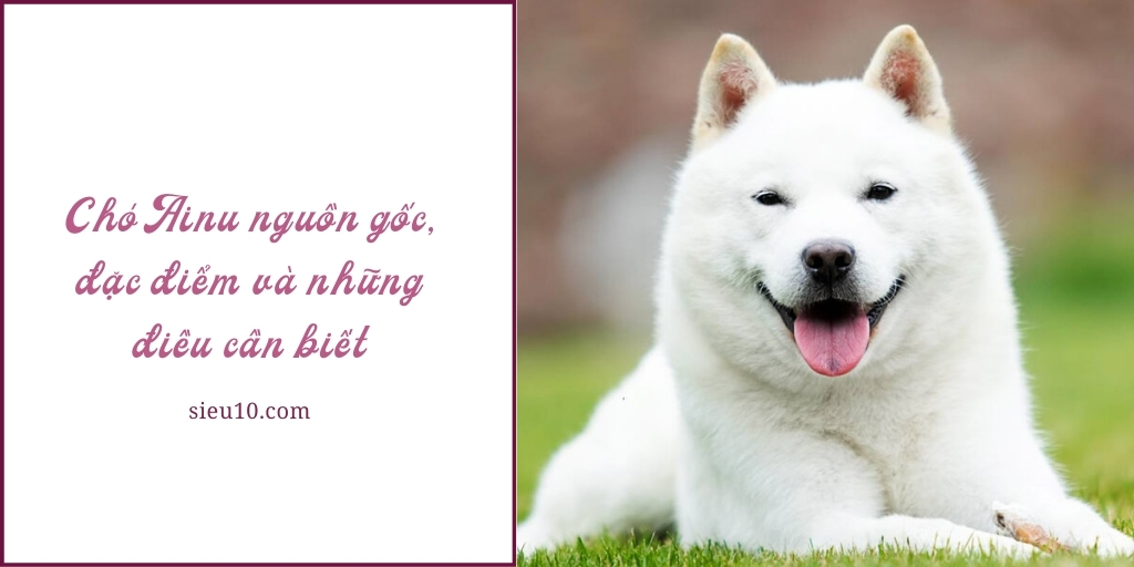 Chó Ainu nguồn gốc, đặc điểm và những điều cần biết
