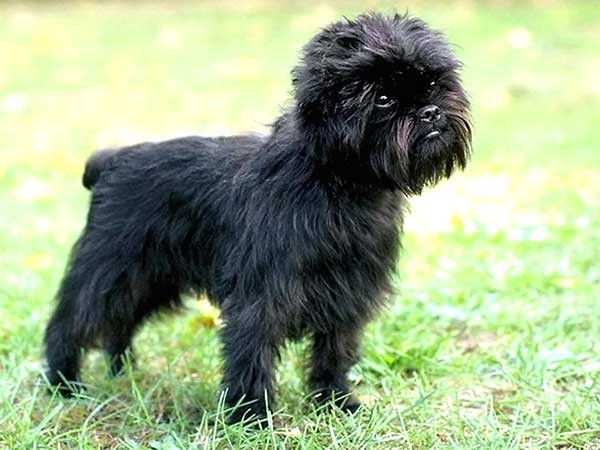 Chó Affenpinscher có nguồn gốc từ Đức vào thế kỷ 17