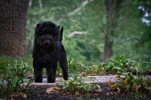 Chó Affenpinscher dễ dàng thích nghi với các môi trường sống khác nhau
