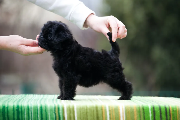 Huấn luyện và xã hội hóa cho chó Affenpinscher 