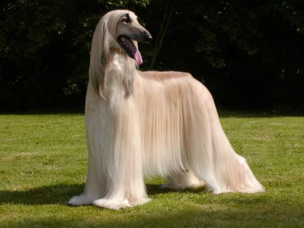 Đặc điểm ngoại hình và tính cách chó Afghan Hound