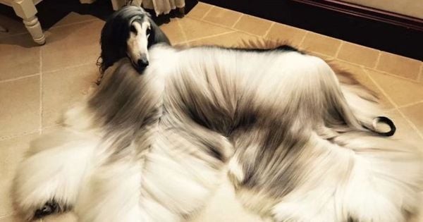 Afghan Hound cần được chải lông hàng ngày để loại bỏ lông rụng và tránh bị rối