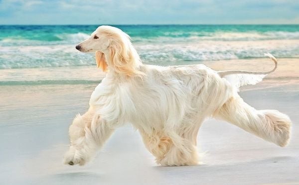 Chế độ dinh dưỡng và vận động cân bằng cho Afghan Hound