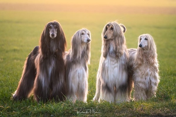 Giá cả của chó Afghan Hound dao động từ 20 triệu đến 50 triệu