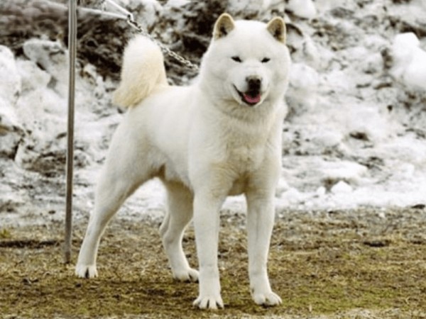 Chó Ainu có lịch sử gắn liền với dân tộc bản địa của Hokkaido