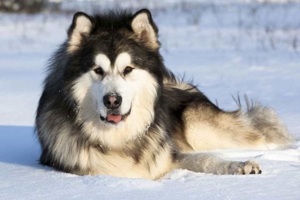 Chó Alaskan Husky – giống chó kéo xe trượt tuyết khỏe mạnh, lông dày và tràn đầy năng lượng