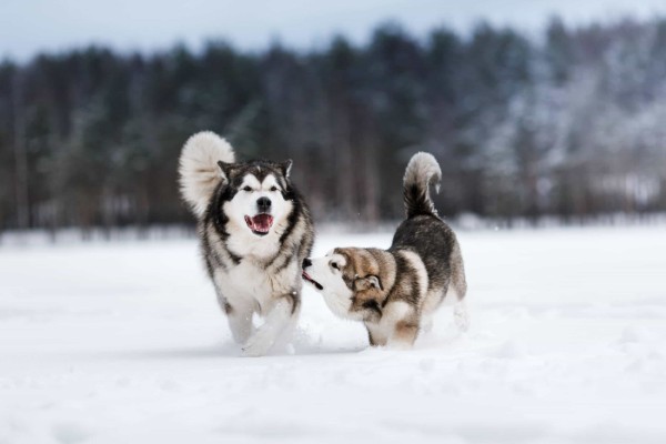 Các giống chó nổi bật góp phần tạo nên bản lĩnh của Alaskan Husky