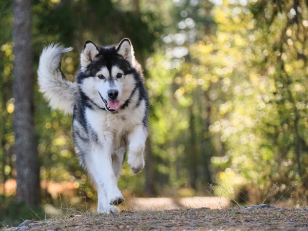 Chăm sóc đúng cách để Alaskan Husky luôn khỏe mạnh, dẻo dai và tràn đầy năng lượng