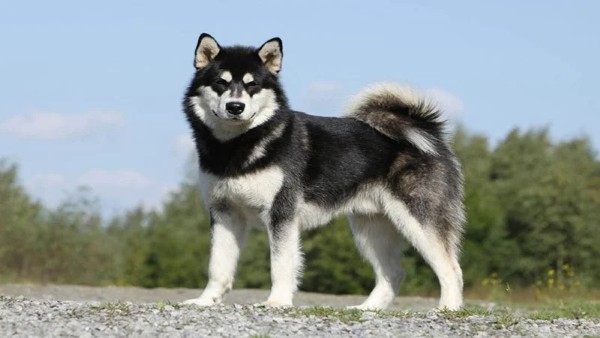 Lưu ý cần biết để nuôi chó Alaskan Husky khỏe mạnh, ngoan ngoãn và thích nghi tốt với môi trường sống