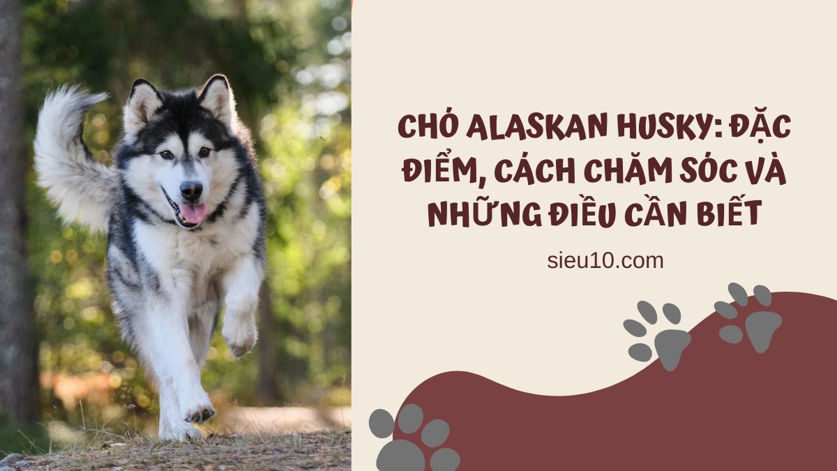 Chó Alaskan Husky: Đặc điểm, cách chăm sóc và những điều cần biết