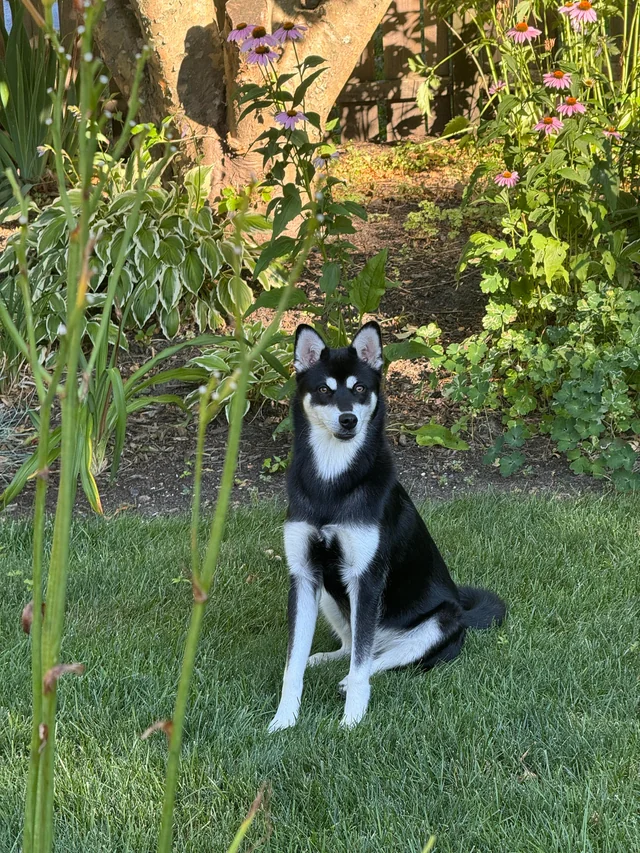 Chó Alaskan Klee Kai – giống chó nhỏ thông minh, lanh lợi, mang vẻ đẹp của Husky thu nhỏ