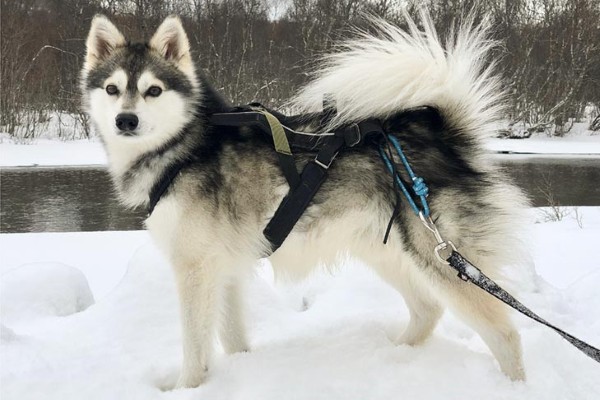 Chăm sóc chó Alaskan Klee Kai đúng cách để chúng luôn khỏe mạnh, linh hoạt và vui vẻ mỗi ngày
