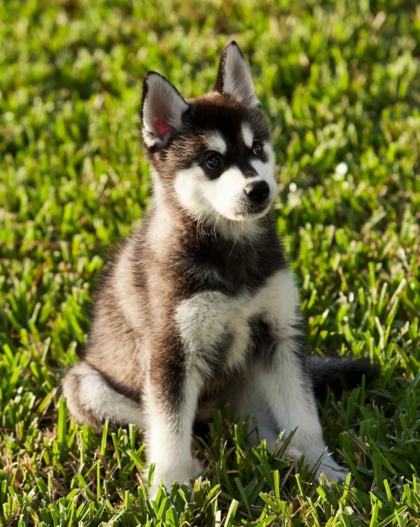 Những lưu ý quan trọng giúp nuôi chó Alaskan Klee Kai khỏe mạnh, ngoan ngoãn và dễ thích nghi