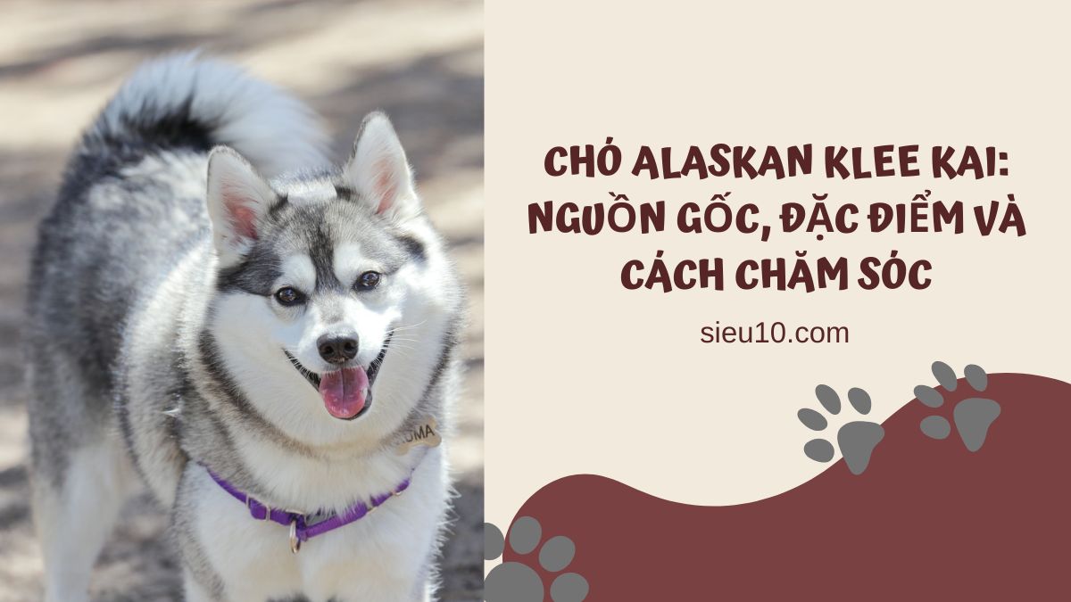 Chó Alaskan Klee Kai: Nguồn gốc, đặc điểm và cách chăm sóc