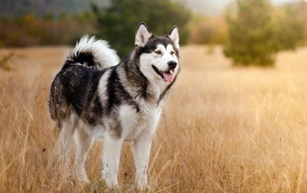 Nguồn gốc chó Alaskan Malamute – Dấu ấn từ vùng Alaska hoang dã