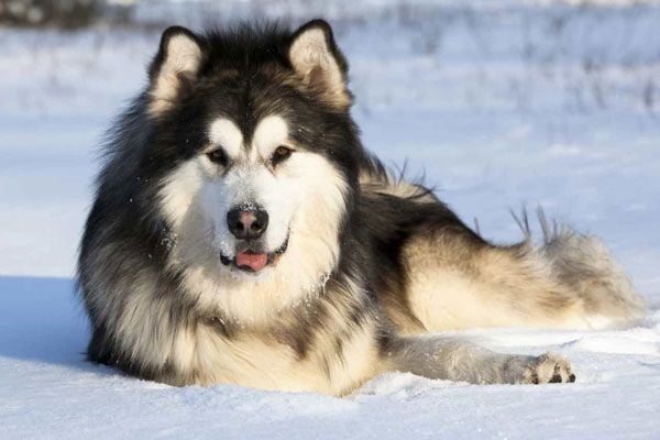 Chó Alaskan Malamute – Ngoại hình ấn tượng và tính cách trung thành