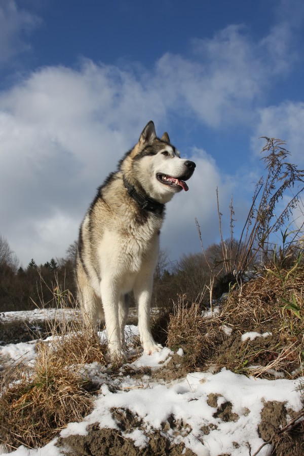 Cách chăm sóc chó Alaskan Malamute đúng chuẩn và hiệu quả