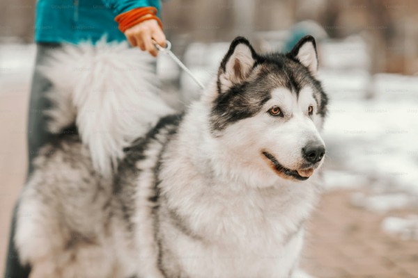 Những điều cần biết trước khi nuôi chó alaskan malamute