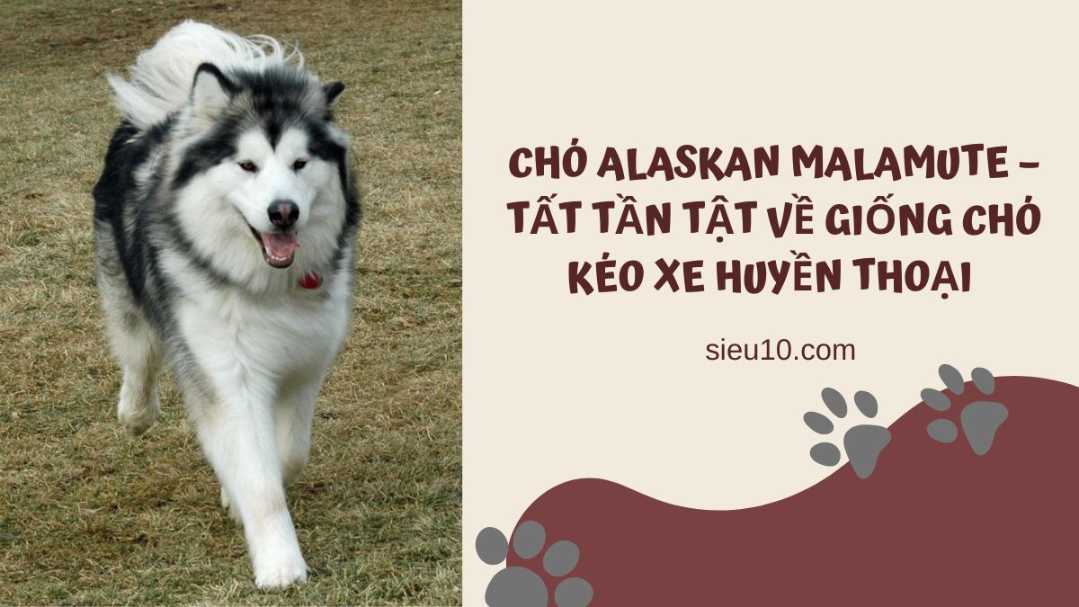 Chó Alaskan Malamute – Tất tần tật về giống chó kéo xe huyền thoại