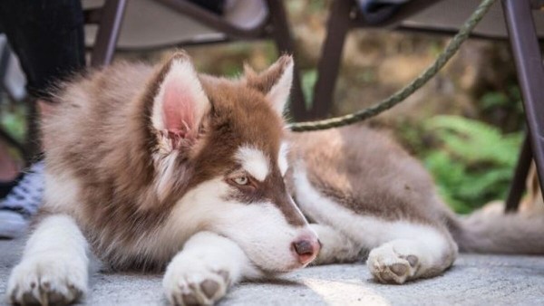Đặc điểm, ngoại hình và tính cách của giống chó Alaskan Shepherd