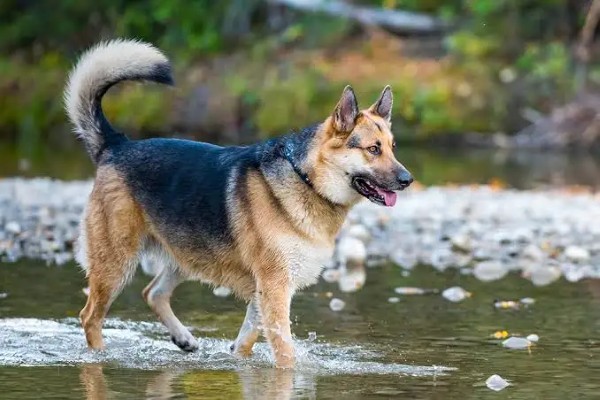 Cách chăm sóc, dinh dưỡng và huấn luyện chó Alaskan Shepherd