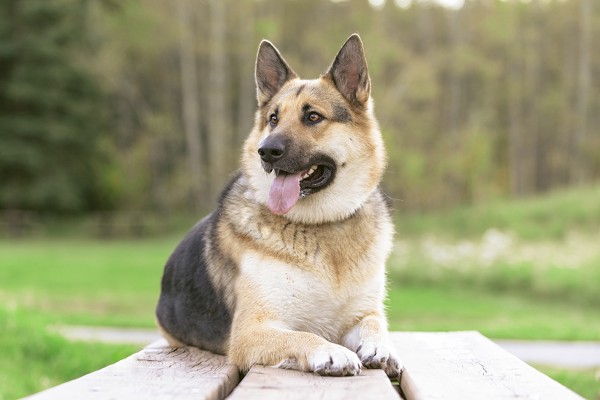 Tư vấn mua chó Alaskan Shepherd: Chọn giống khỏe, tính cách tốt
