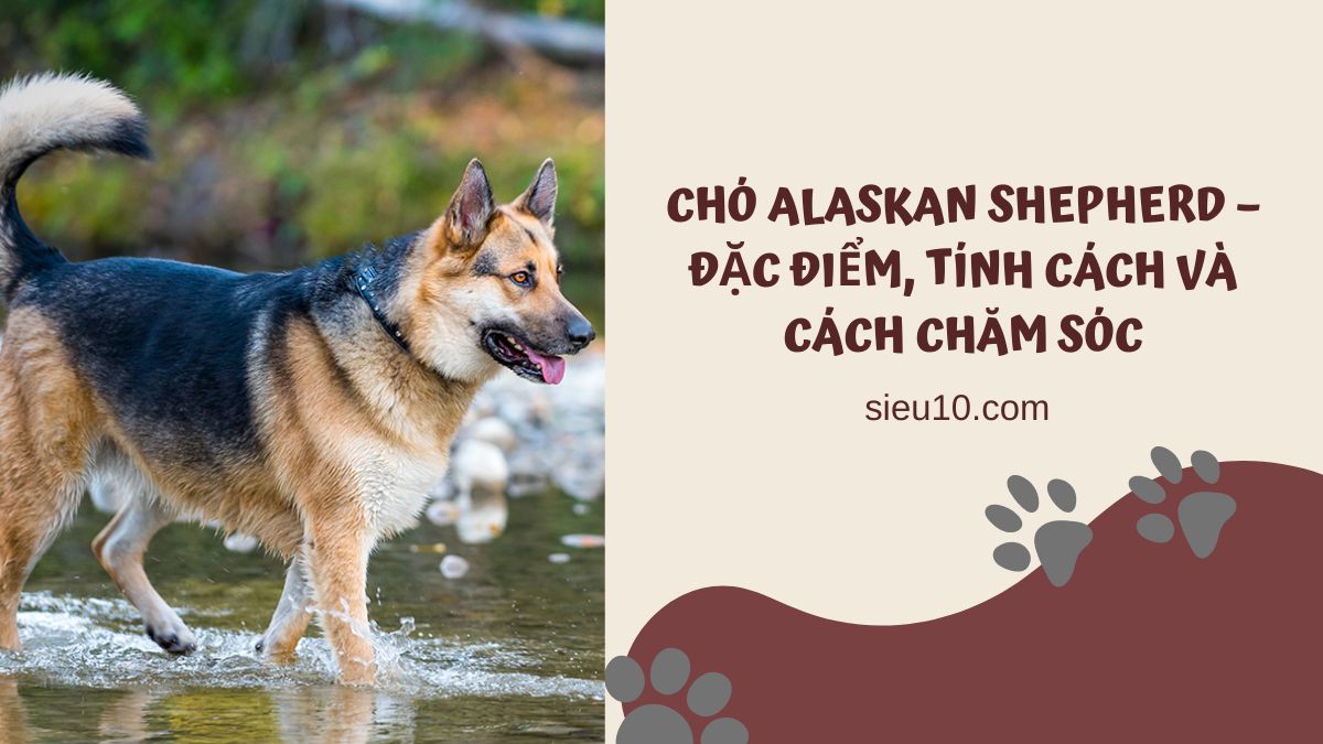 Chó Alaskan Shepherd – Đặc điểm, tính cách và cách chăm sóc